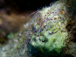 Spotted Cleaner Shrimp IMG 7804